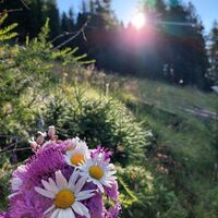 alpenblumenweg-oberseite-blumenstrauss-sonne-c-p-veider.jpg