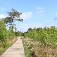 Bohlensteg im Pietzmoor bei Schneverdingen