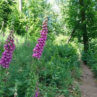 Der Weg verläuft hauptsächlich auf schmalen schönen Pfaden.
