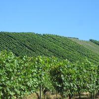 Weinberge Schliengen