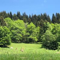 Hoher Gallin Weg