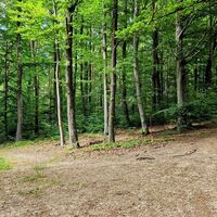 Karrenweg in den Marchgraben