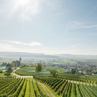 Aussicht über Hallau