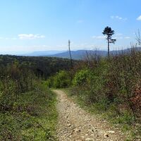 Am Weg zum Pfaffstättner Kogel