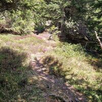 Abstiegsweg nach unten kurz vor der Pleishütte, wunderschöner Wald