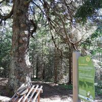 Station - Wetterfichte