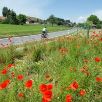 Strecke vor Thierachern - Moränenseeroute