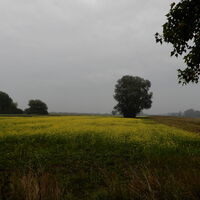 Kittsee - Nickelsdorf