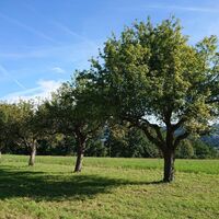 Naturpark Pöllauer Tal: Streuobstwiese in der Oststeiermark