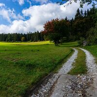 Schöner Feldweg in den Wald