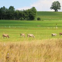 Wandern auf dem Moor- und Streuwiesenpfad