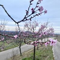 Mandelblüte in Sternenfels