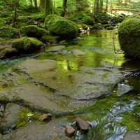 Bemooste Steine im Monbachtal