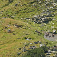 unglaublich viele Tiere bekommen wir zu sehen
