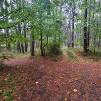 Waldweg