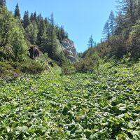 Unter Graualm