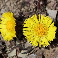 Die ersten Blümchen, die den Frühling ankündigen.