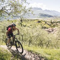 Mit dem Mountainbike durch den Olivenhain von Arco