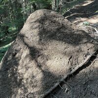 Riesiger Ameisenhaufen am Weg, sieht am Foto kleiner aus als er ist