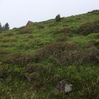 kurz vor der Goglesalm.JPG