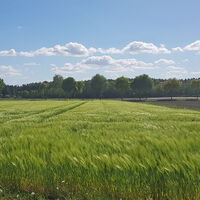 Weite Kornfelder zwischen Rotenburg (Wümme) und Scheeßel