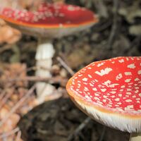Fliegenpilze auf dem Weg zum Guschachopf
