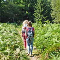 Ein von Farn umsäumter Pfad nahe der Vareler Heide