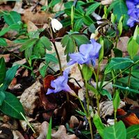 Ohrdruf Frühlingsblüten in den Stabsbüschen