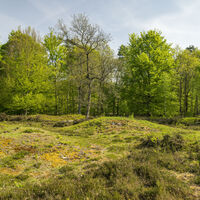 Buckelgräberfeld Boltersen