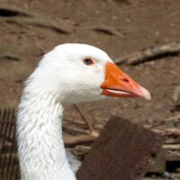 Die Wachgans bei der Röhrmoosmühle.