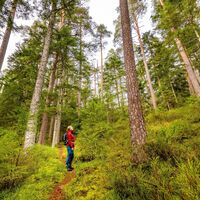 Weiche Waldpfade durch den lichten Wald führen angenehm zurück auf die Höhe