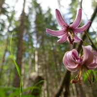 auch einige Türkenbundlilien finden wir beim Abstieg