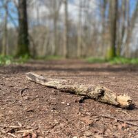 Auen-Trail - Steyr Unterhimmler Au
