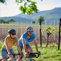 Radfahrer Weinberge