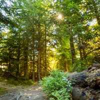 Wald im Sonnenlicht