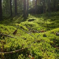 Katralammen Runde