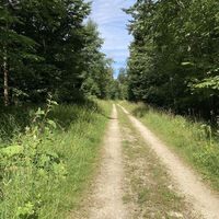 Waldweg