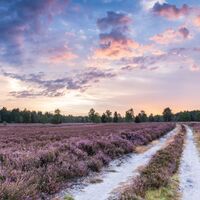 Töps Heide Hanstedt