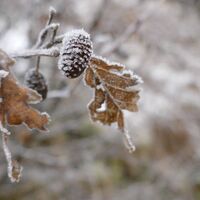 der Frost war uns treu!