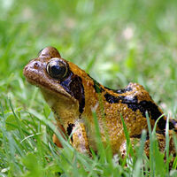 Frosch im Gras