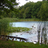 Seewoog in Miesenbach