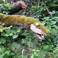 Ein Marder aus Holz