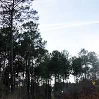 Foret-de-Migelane--EstelleSOLER--11-retouchee