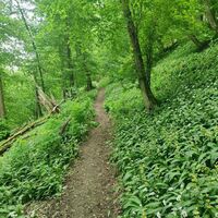 NaturaTrail Schluchtenwald oberhalb der Jagst