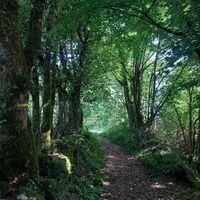 Weg des Mont de Cordon
