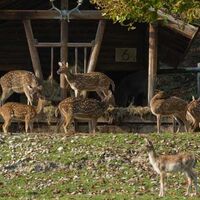 Tierpark Heitere