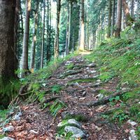 Waldweg Richtung Schornhöhe