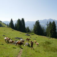 vorbei an der Alm