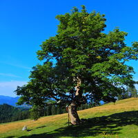 Niederalpl - Hohe Veitsch - Seewiesen