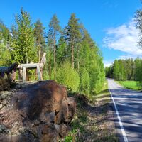Elche auf einem Felsen am Rand der Asphaltstraße in Äitsaari